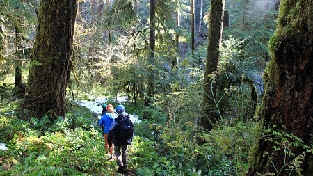 students walking in an old forest